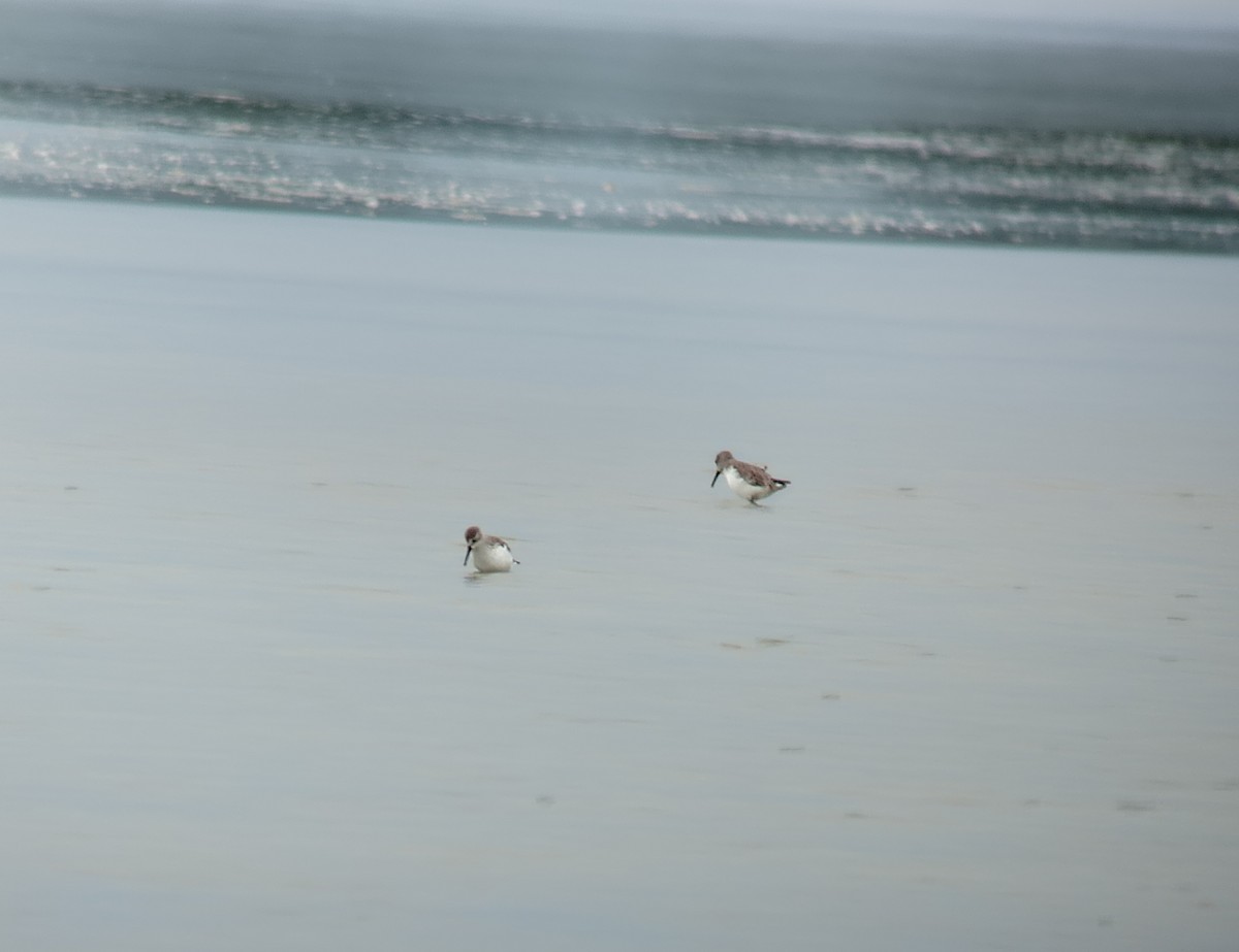 西濱鷸 - ML644277474