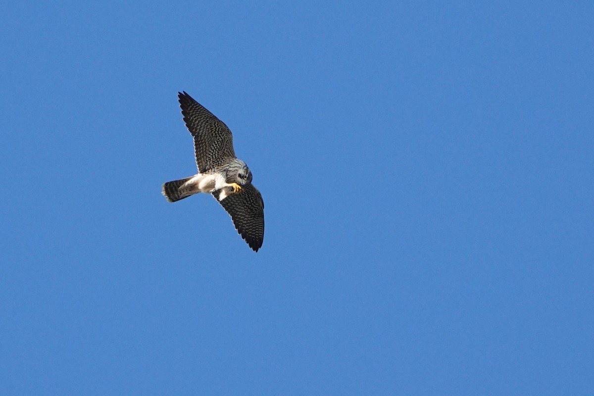 Peregrine Falcon - ML644277481