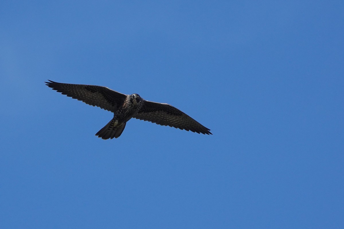 Peregrine Falcon - ML644277482