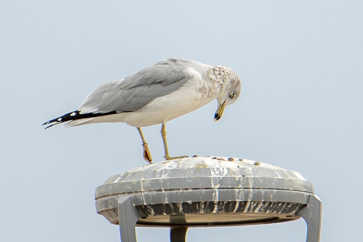 Goéland à bec cerclé - ML644277493