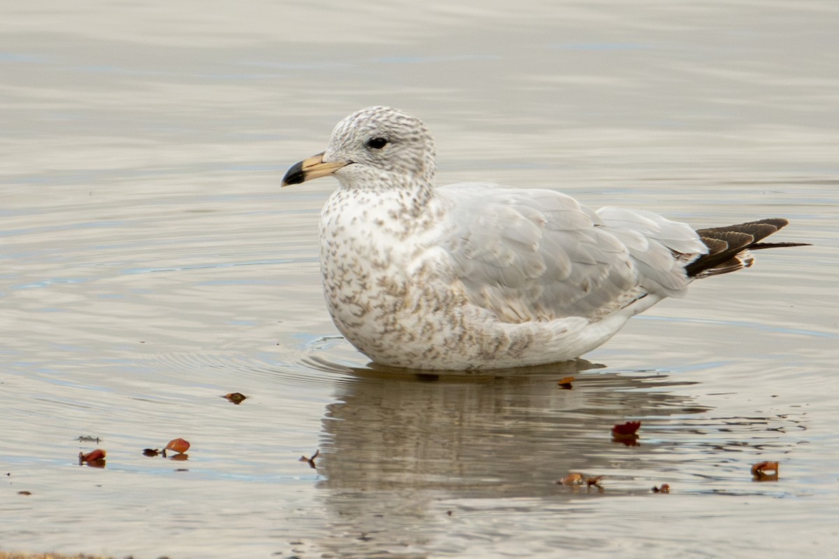 Goéland à bec cerclé - ML644277494