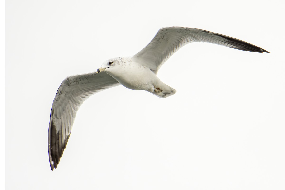 Goéland à bec cerclé - ML644277495