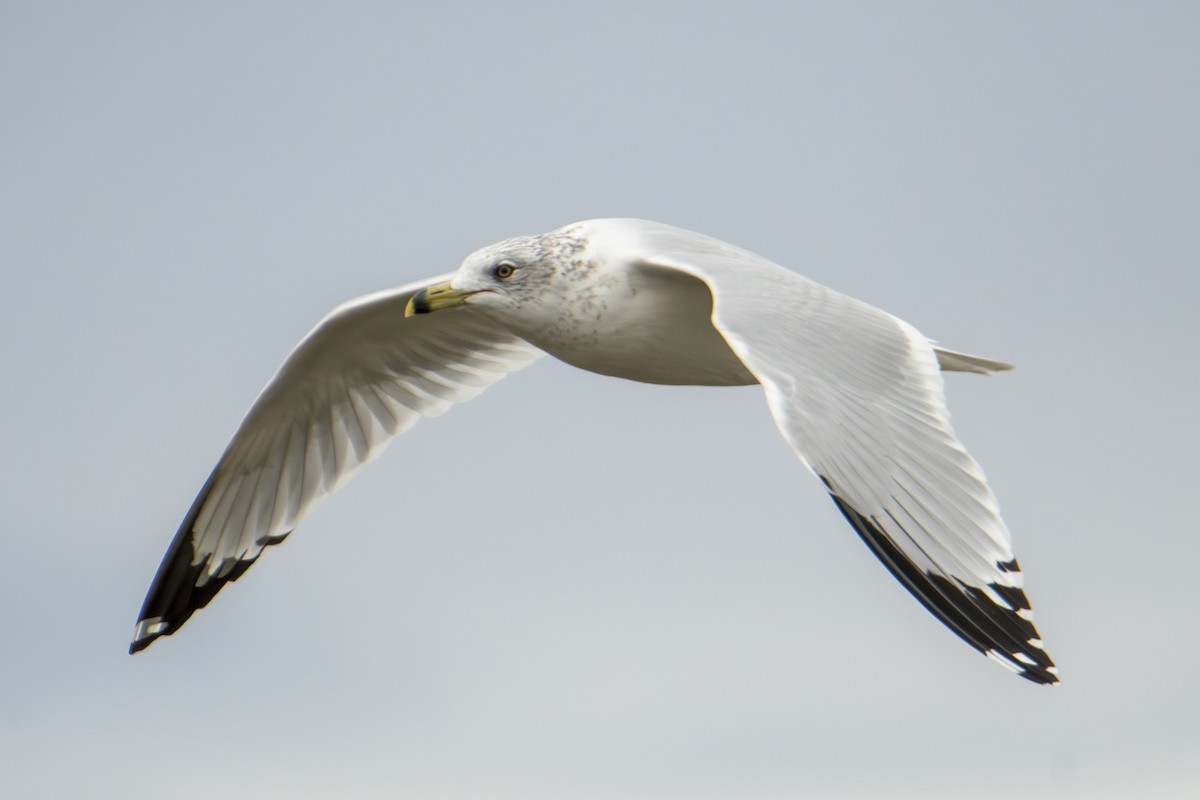 Goéland à bec cerclé - ML644277496