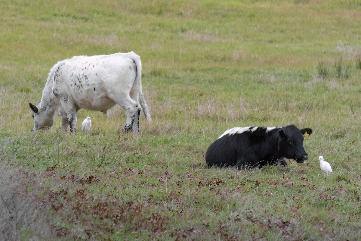 Western Cattle-Egret - ML644277507