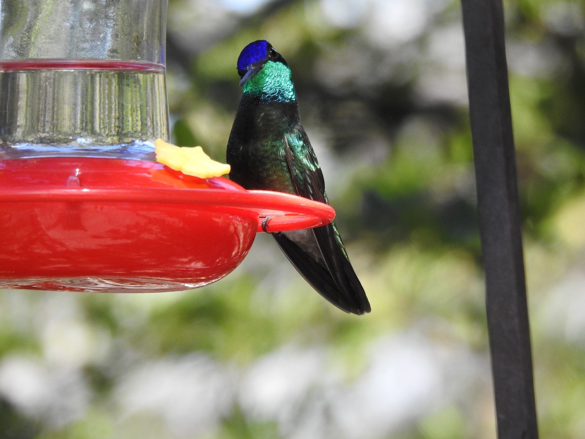 Rivoli's Hummingbird - ML644277514