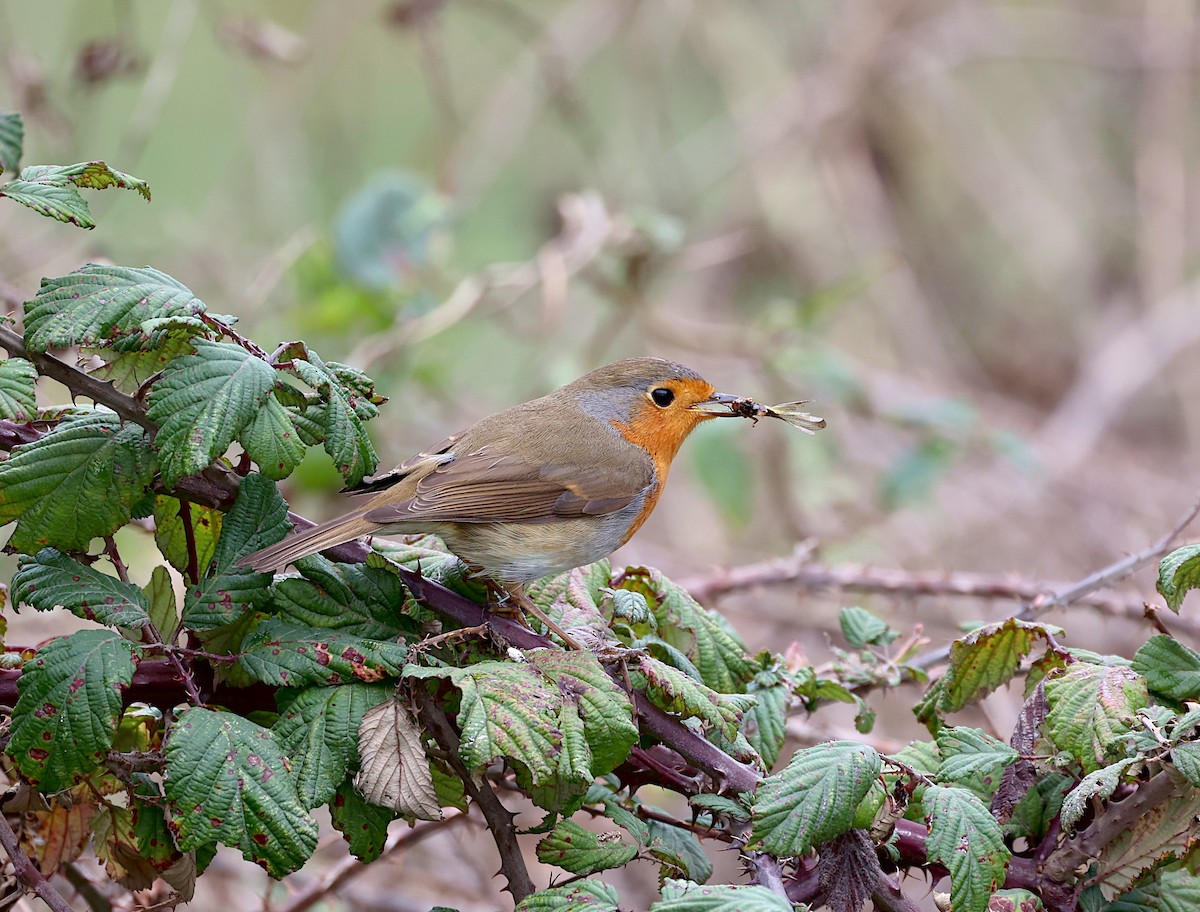 Өрнийн зээрд омруут - ML644277517