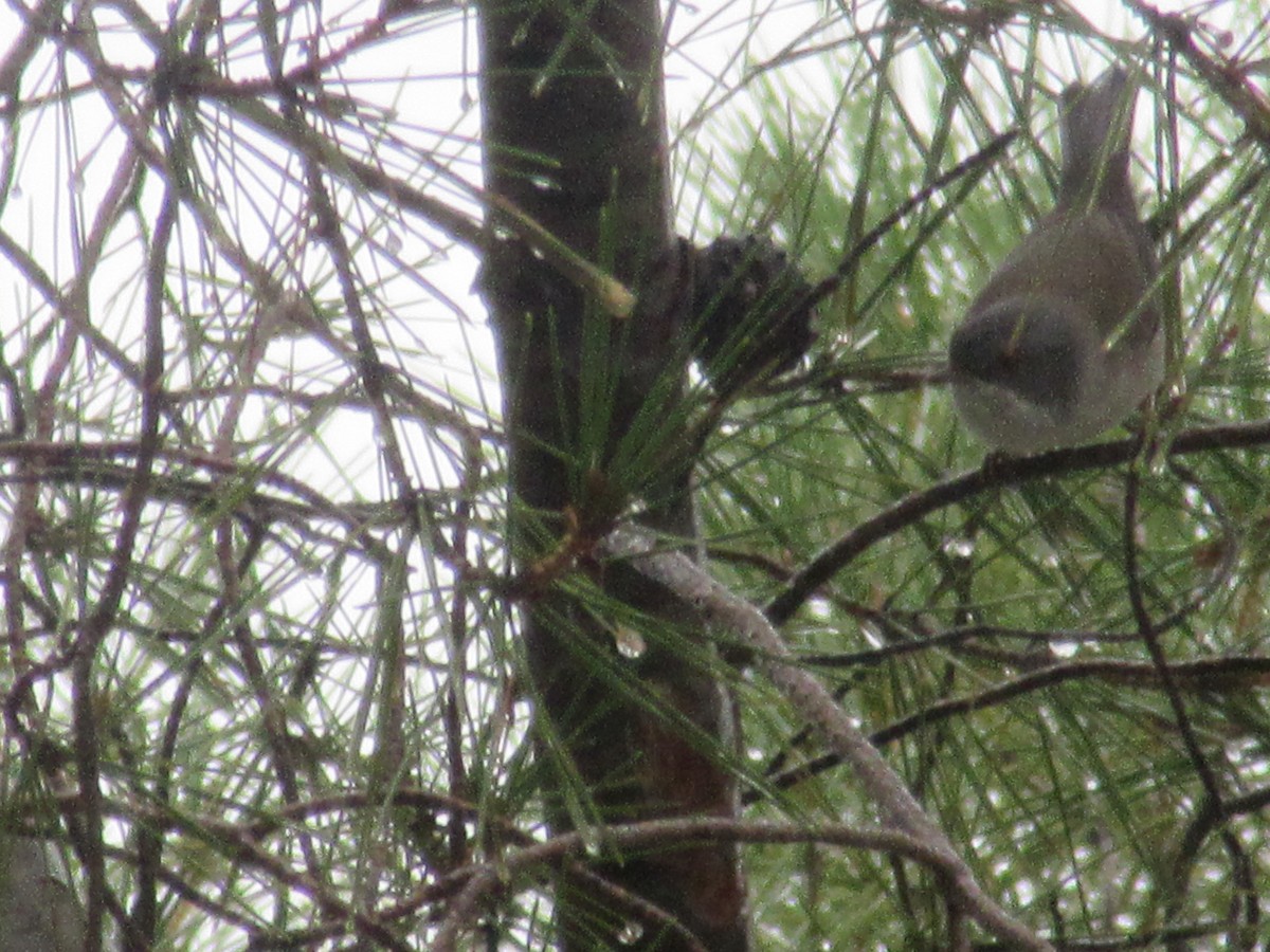 Sardinian Warbler - ML644277522