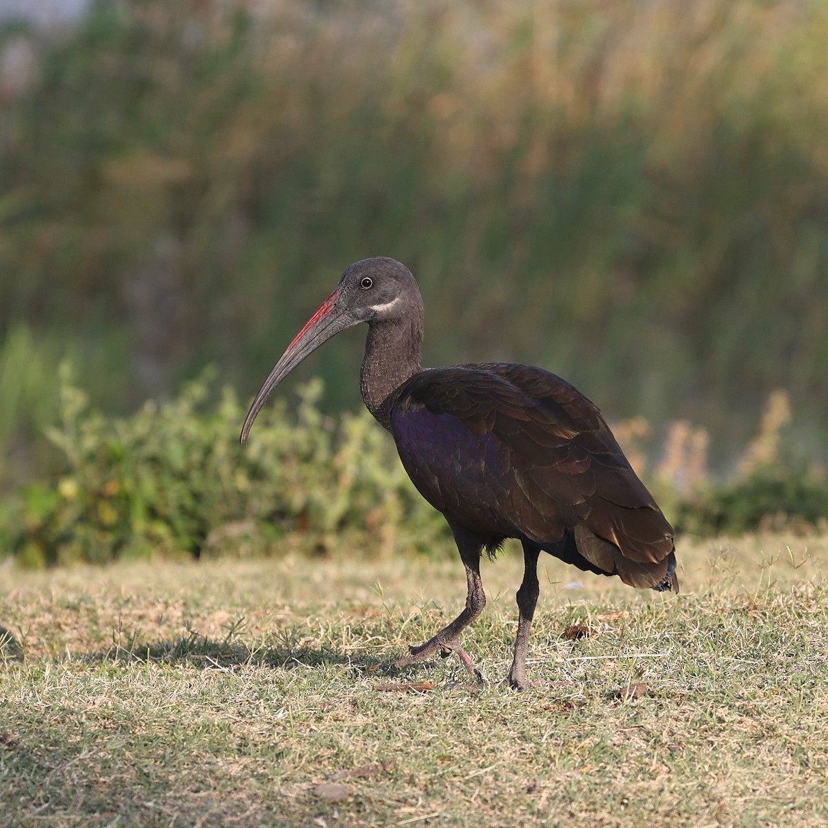 Hadada Aynağı - ML644277528