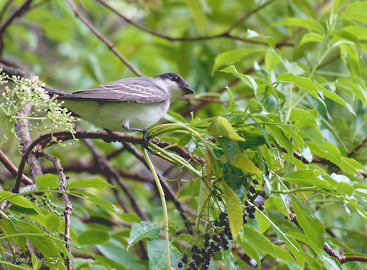 Schieferrücken-Königstyrann - ML644277545