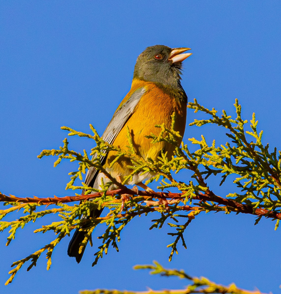 Peruvian Sierra Finch - ML644277550