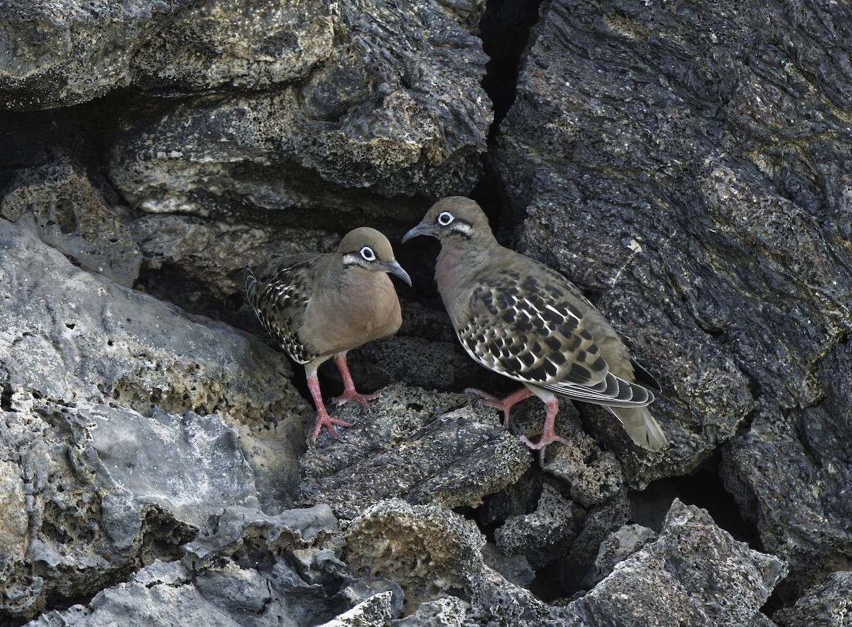 Galapagos Dove - ML644277565
