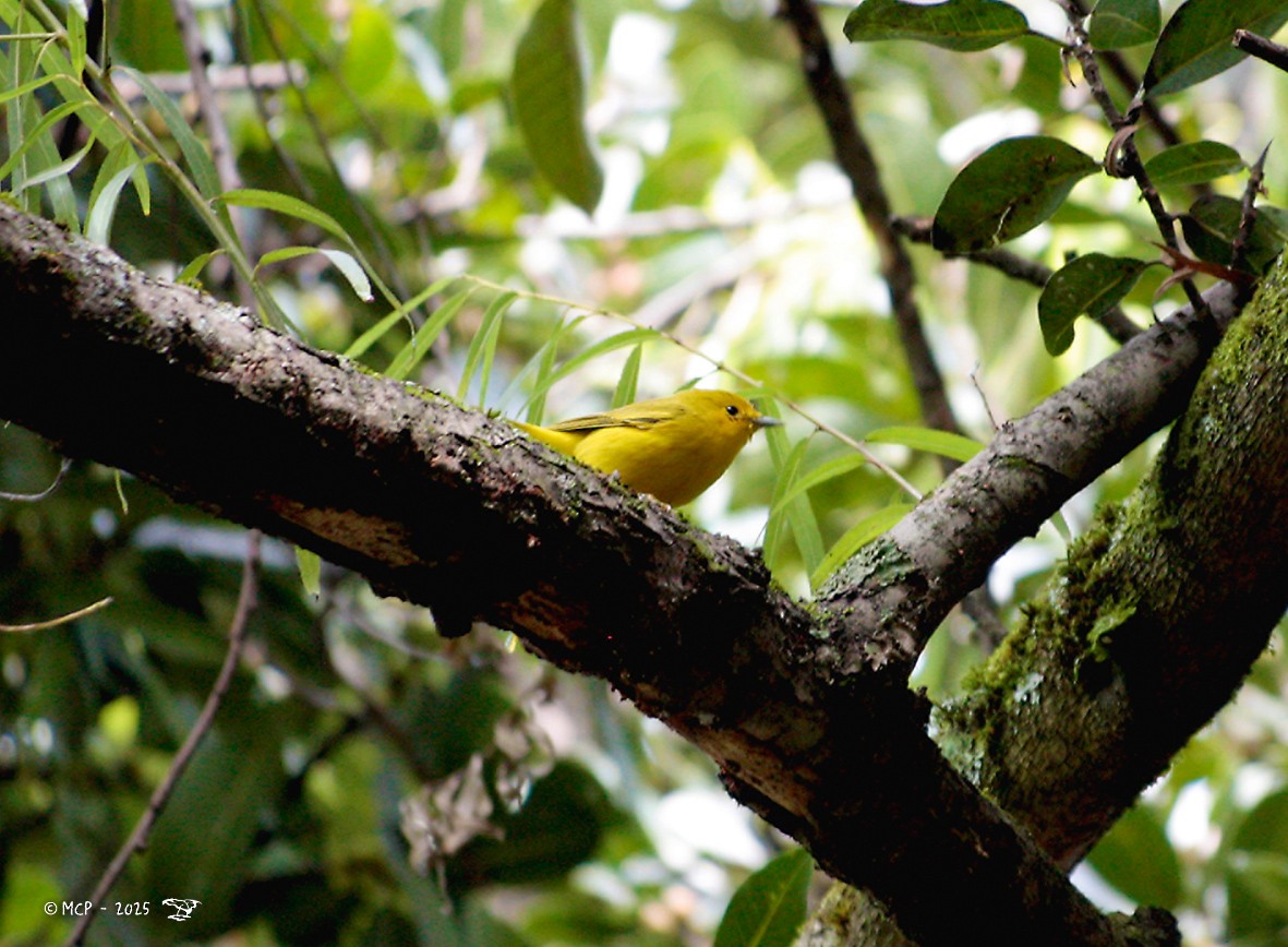 Northern Yellow Warbler - ML644277571