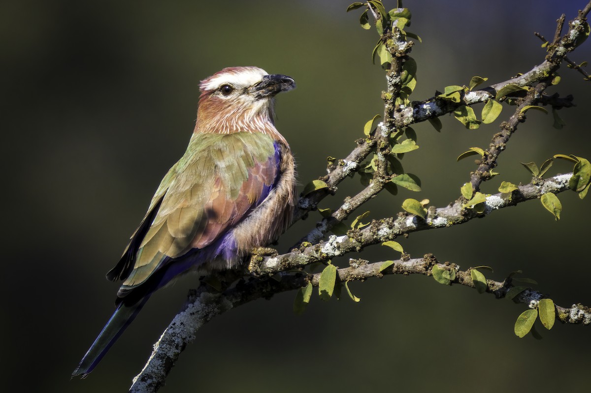 チャガシラニシブッポウソウ - ML644277585