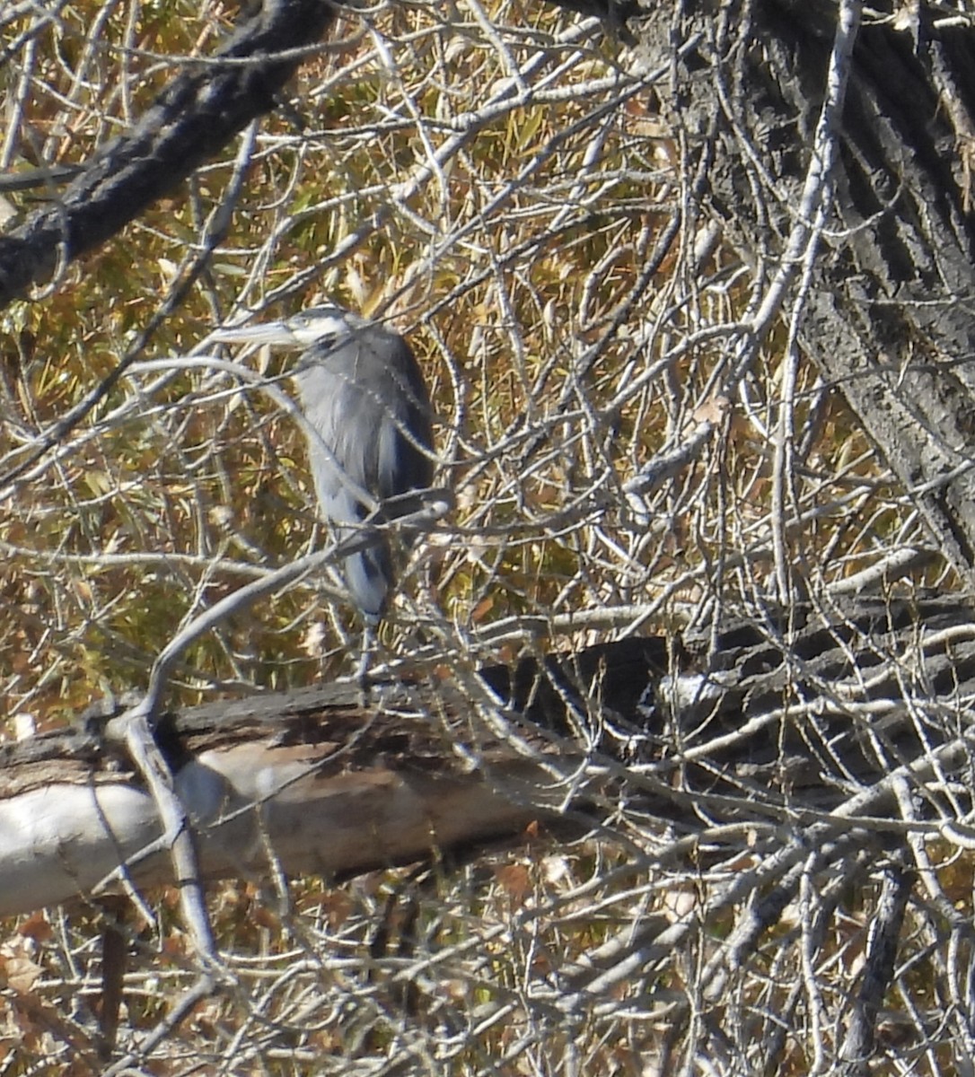 Grand Héron - ML644277595