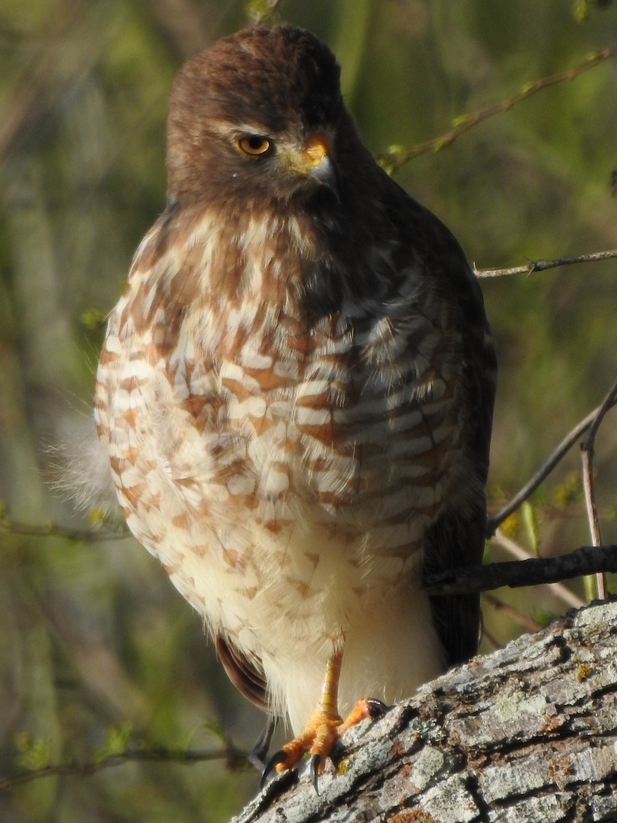 Roadside Hawk - ML644277596