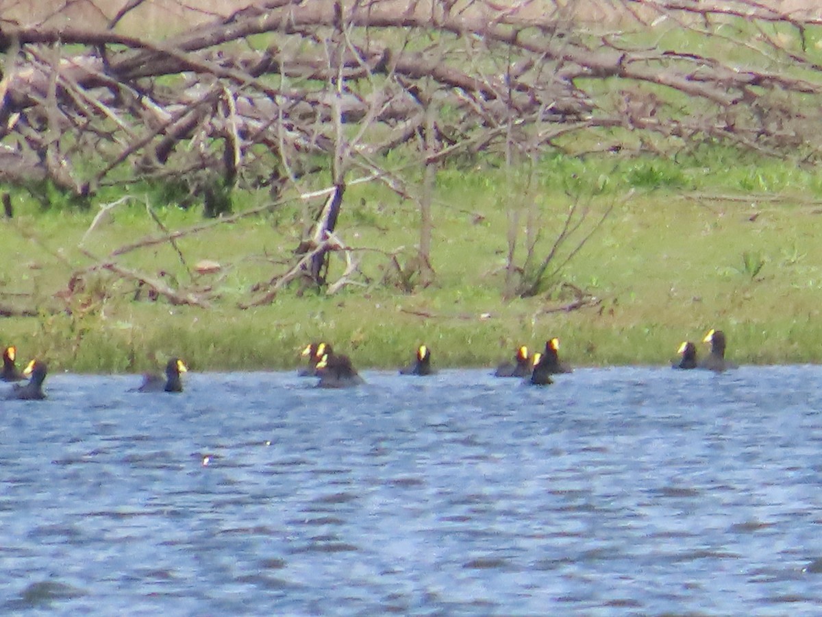 White-winged Coot - ML644277610