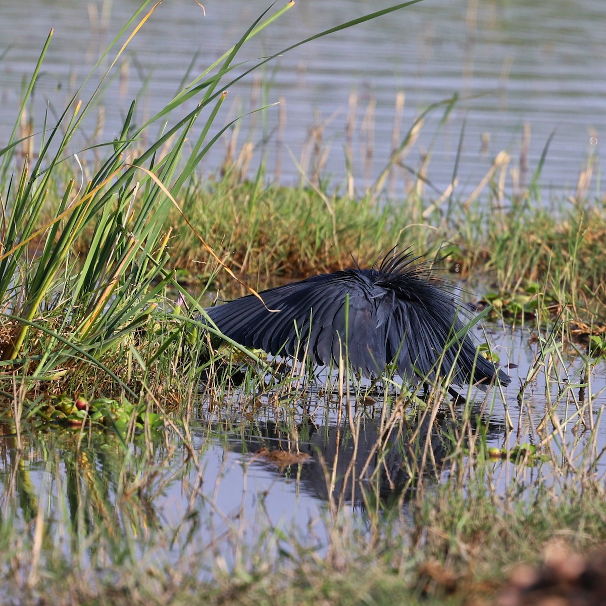 Black Heron - ML644277613