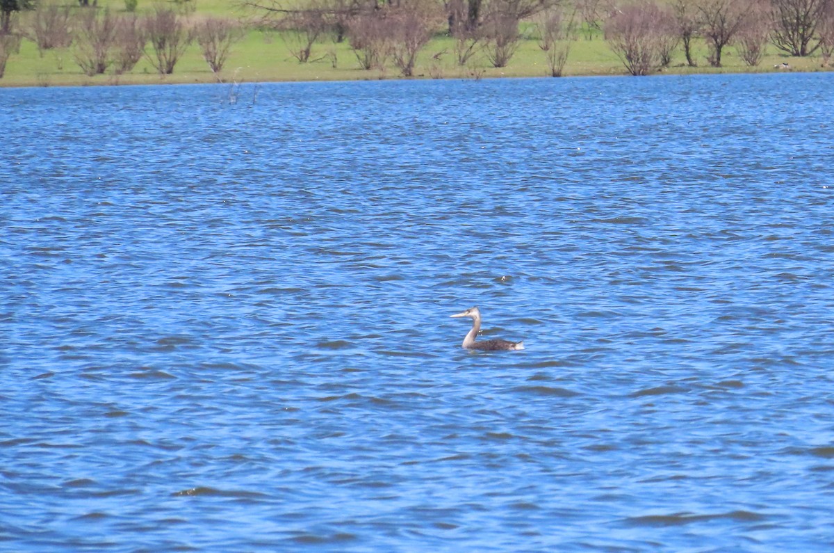 spyddykker - ML644277622