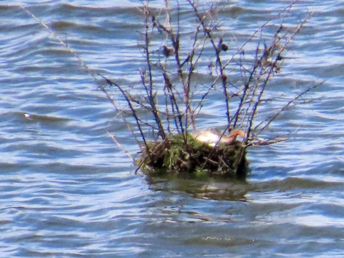 spyddykker - ML644277623