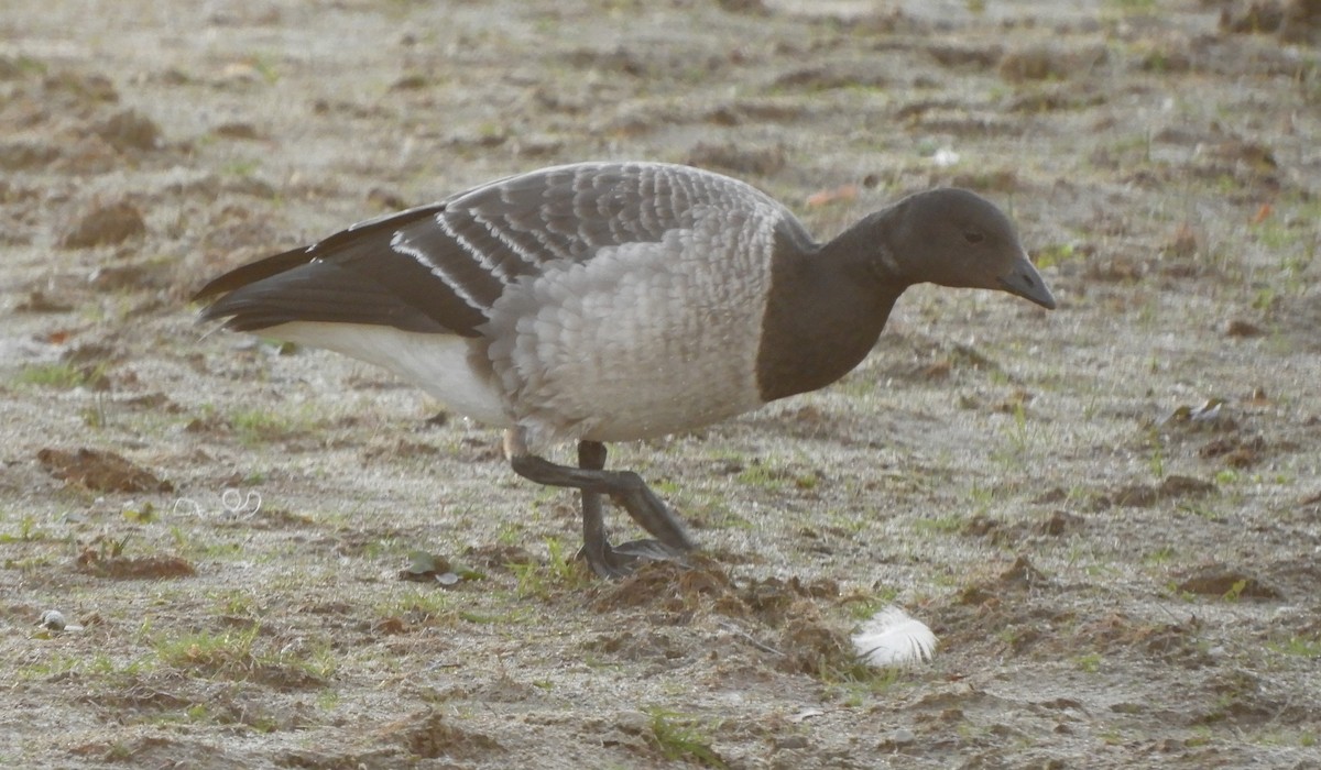 Brant (Pale-bellied) - ML644277630