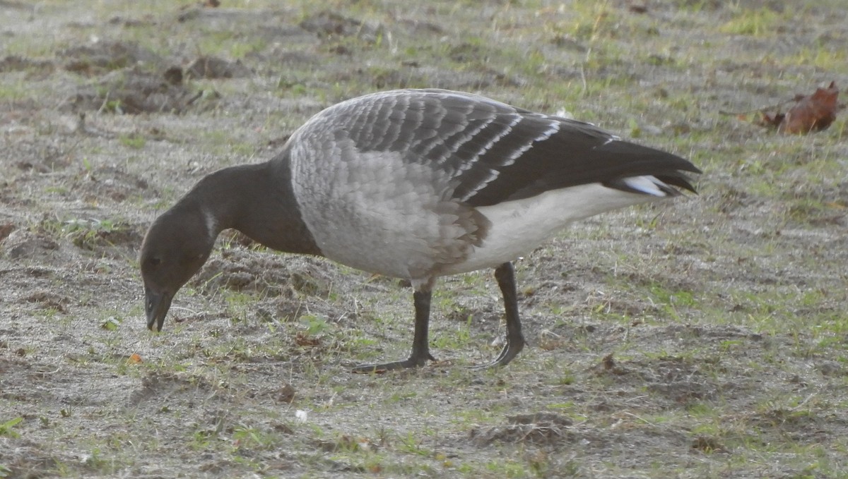 Brant (Pale-bellied) - ML644277631