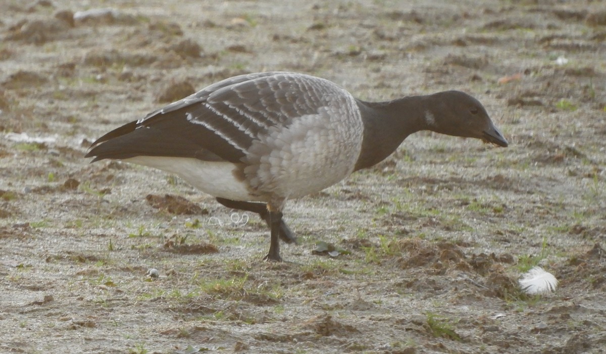 Brant (Pale-bellied) - ML644277632