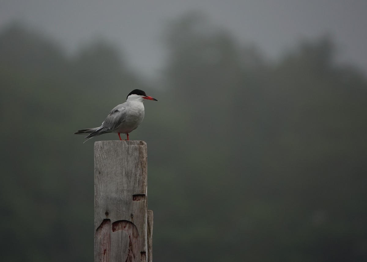 rybák obecný - ML644277645