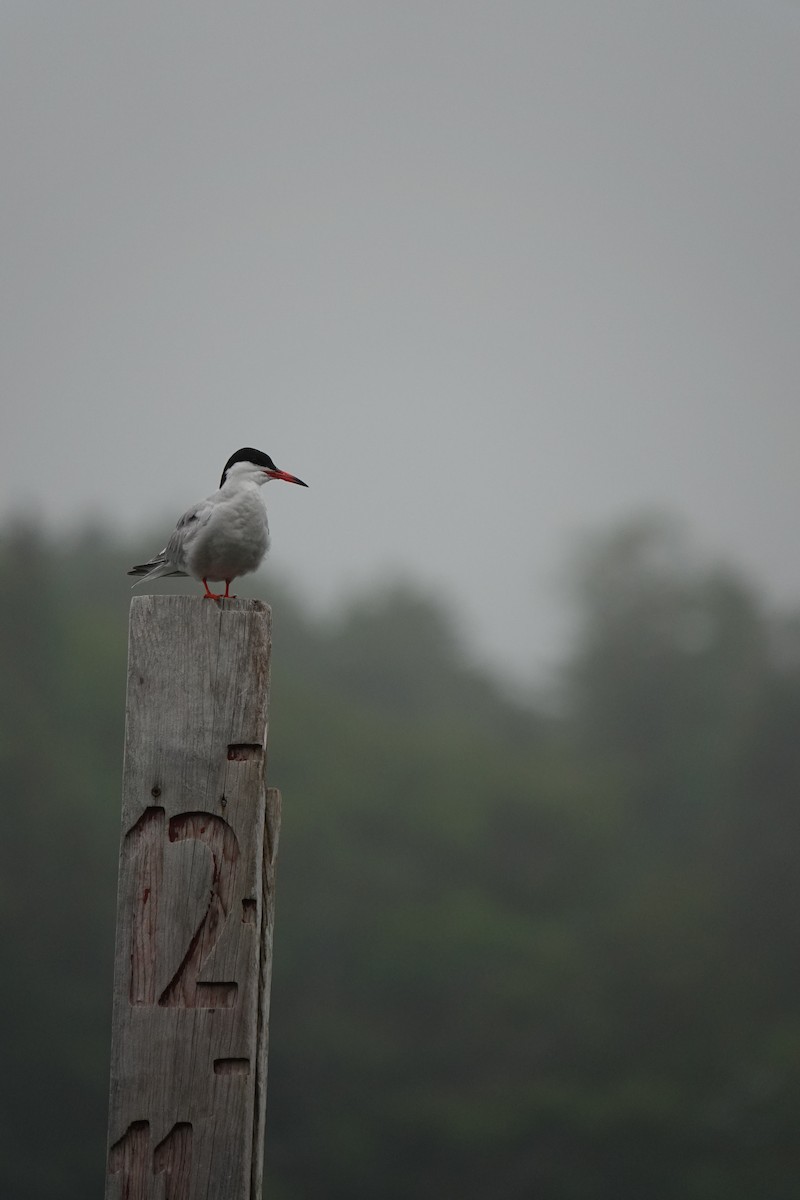 rybák obecný - ML644277647