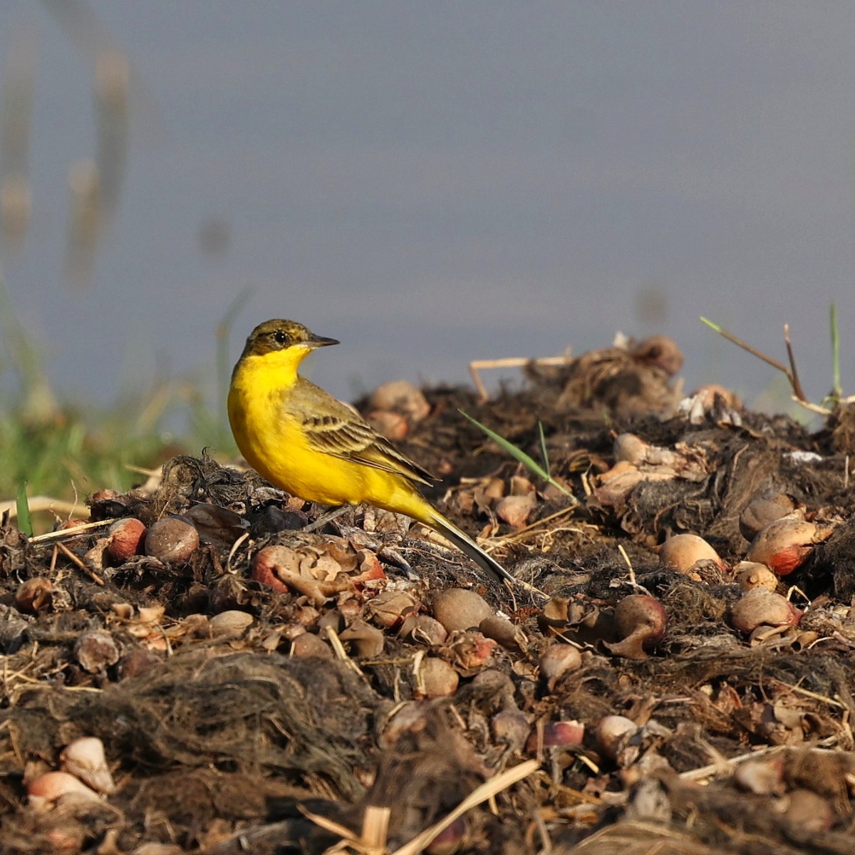 gulerle - ML644277651