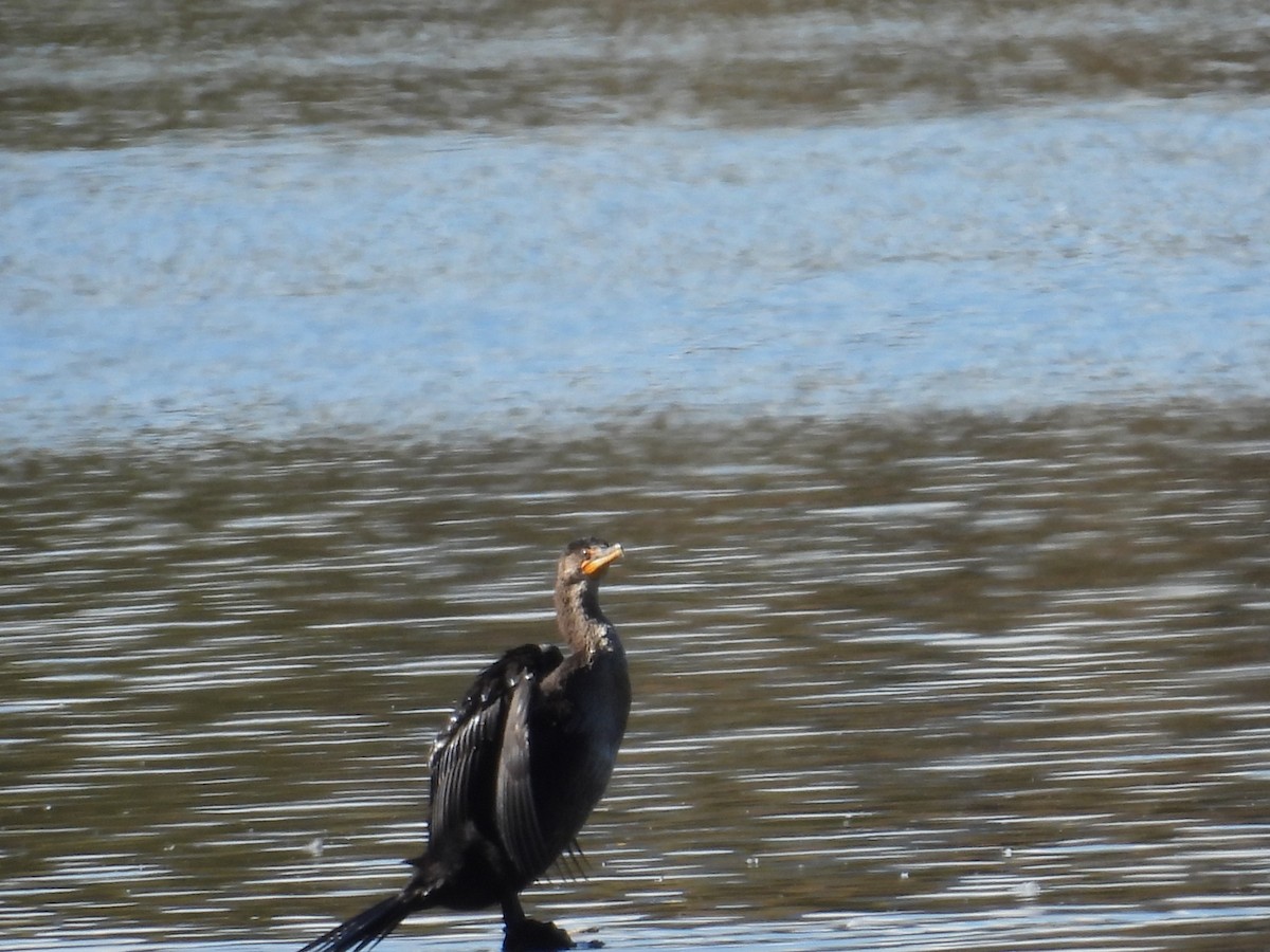 Cormoran à aigrettes - ML644277688
