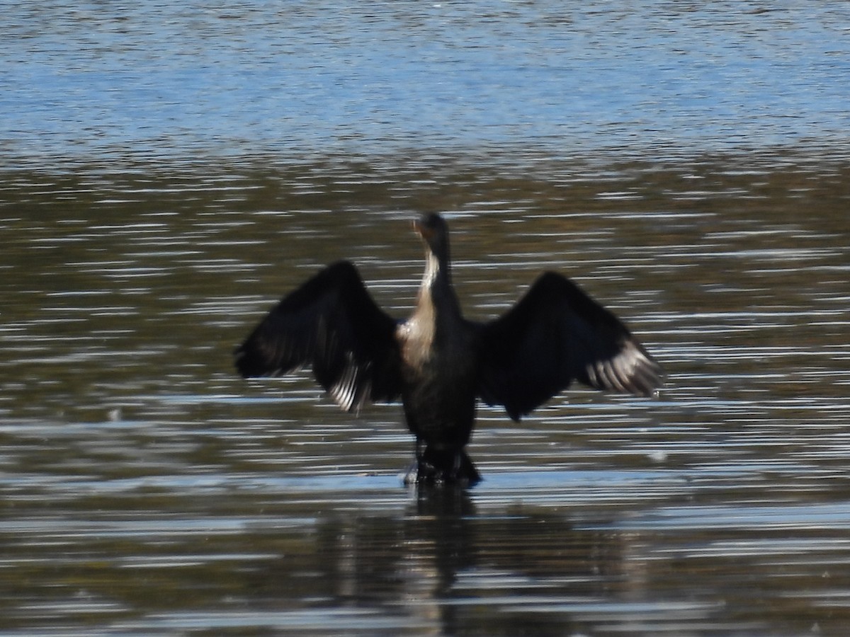 Cormoran à aigrettes - ML644277689
