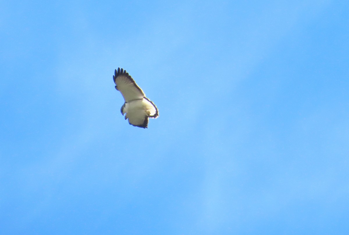 Variable Hawk - ML644277695