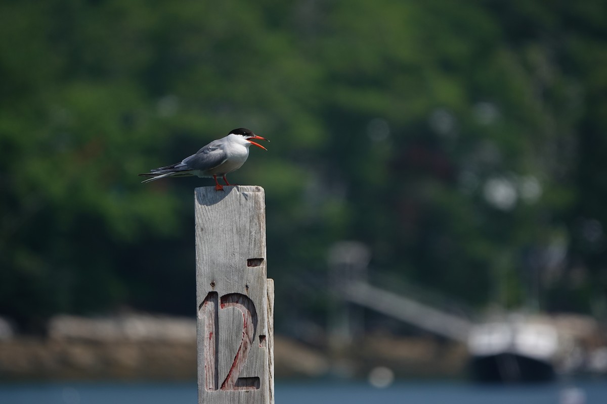 rybák obecný - ML644277706