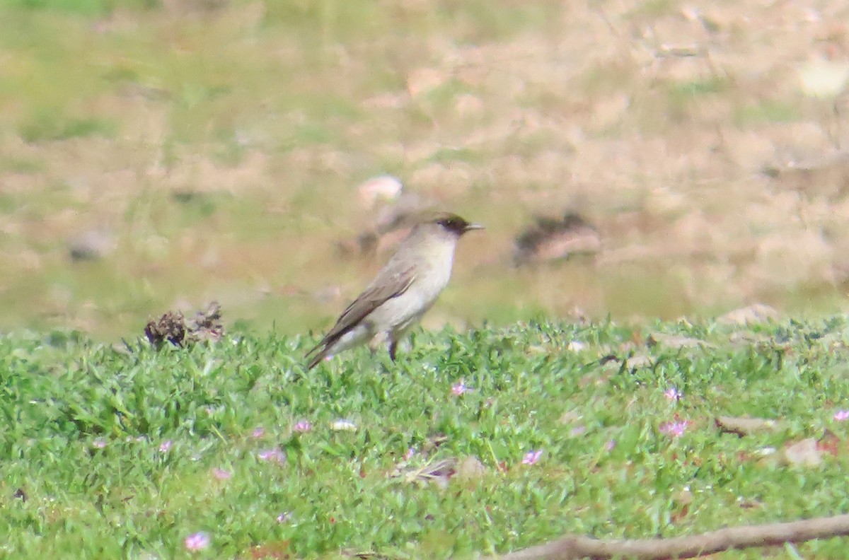 Dark-faced Ground-Tyrant - ML644277719