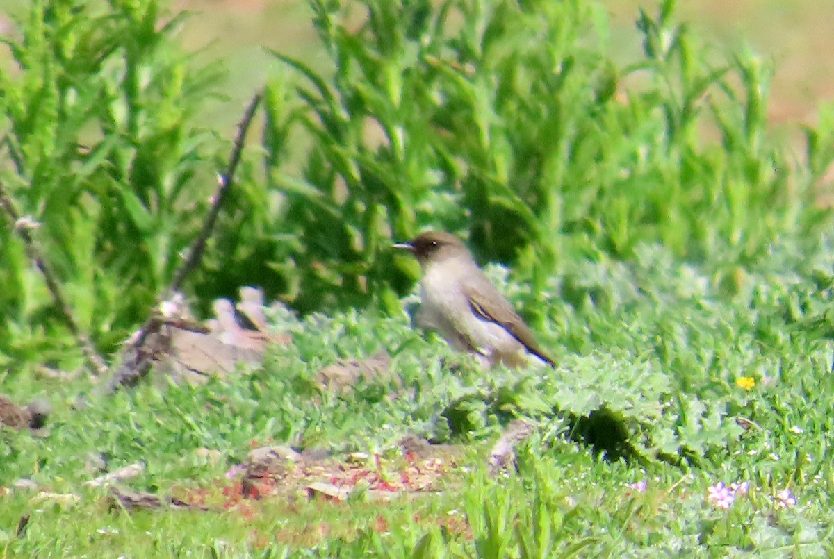 Dark-faced Ground-Tyrant - ML644277720