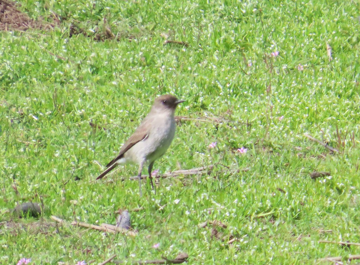 Dark-faced Ground-Tyrant - ML644277721