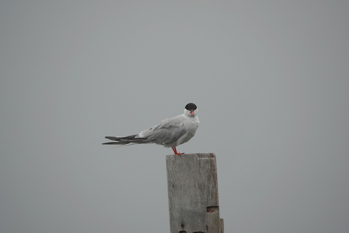 rybák obecný - ML644277737