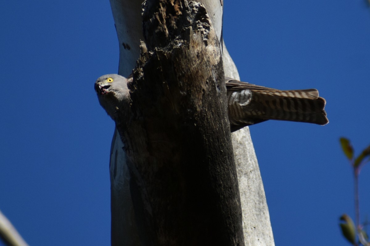 Épervier à collier roux - ML644277743