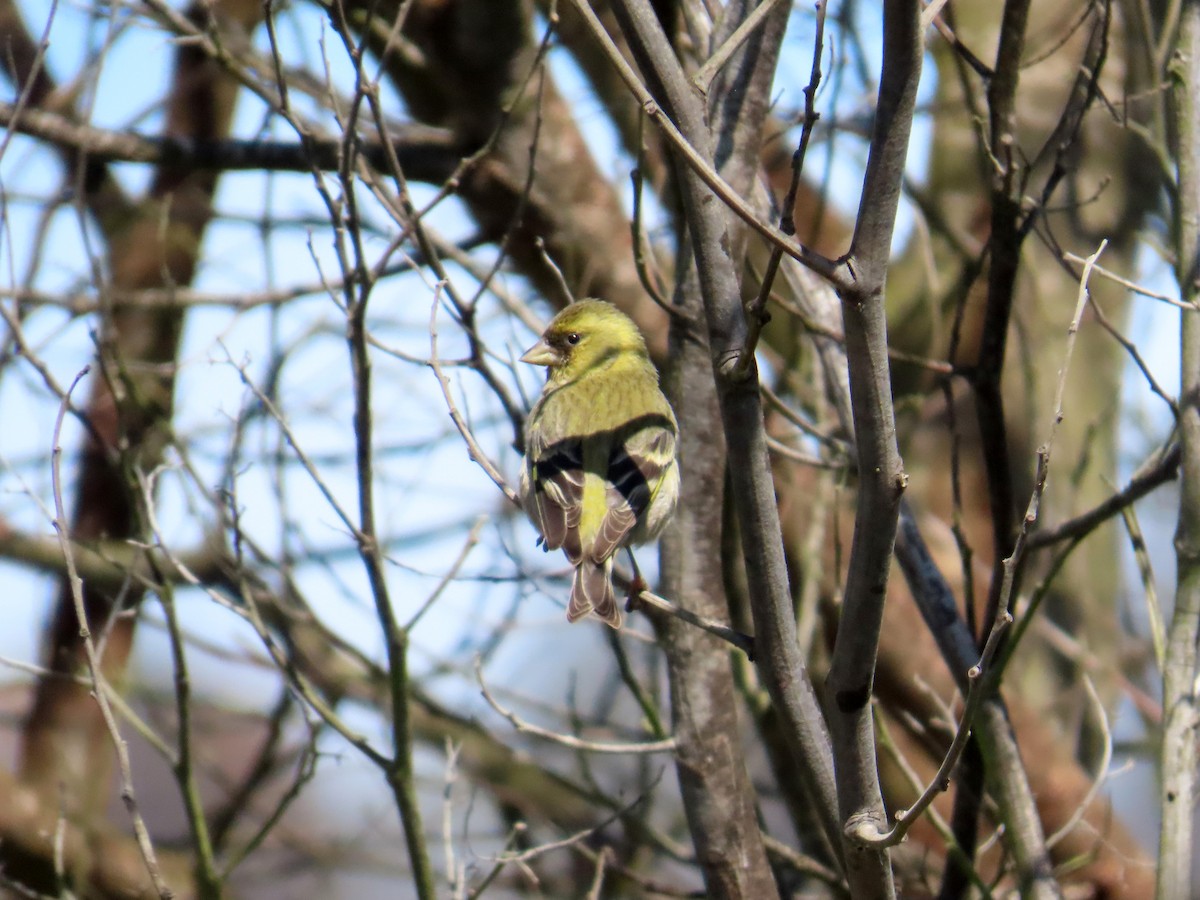 Black-chinned Siskin - ML644277748