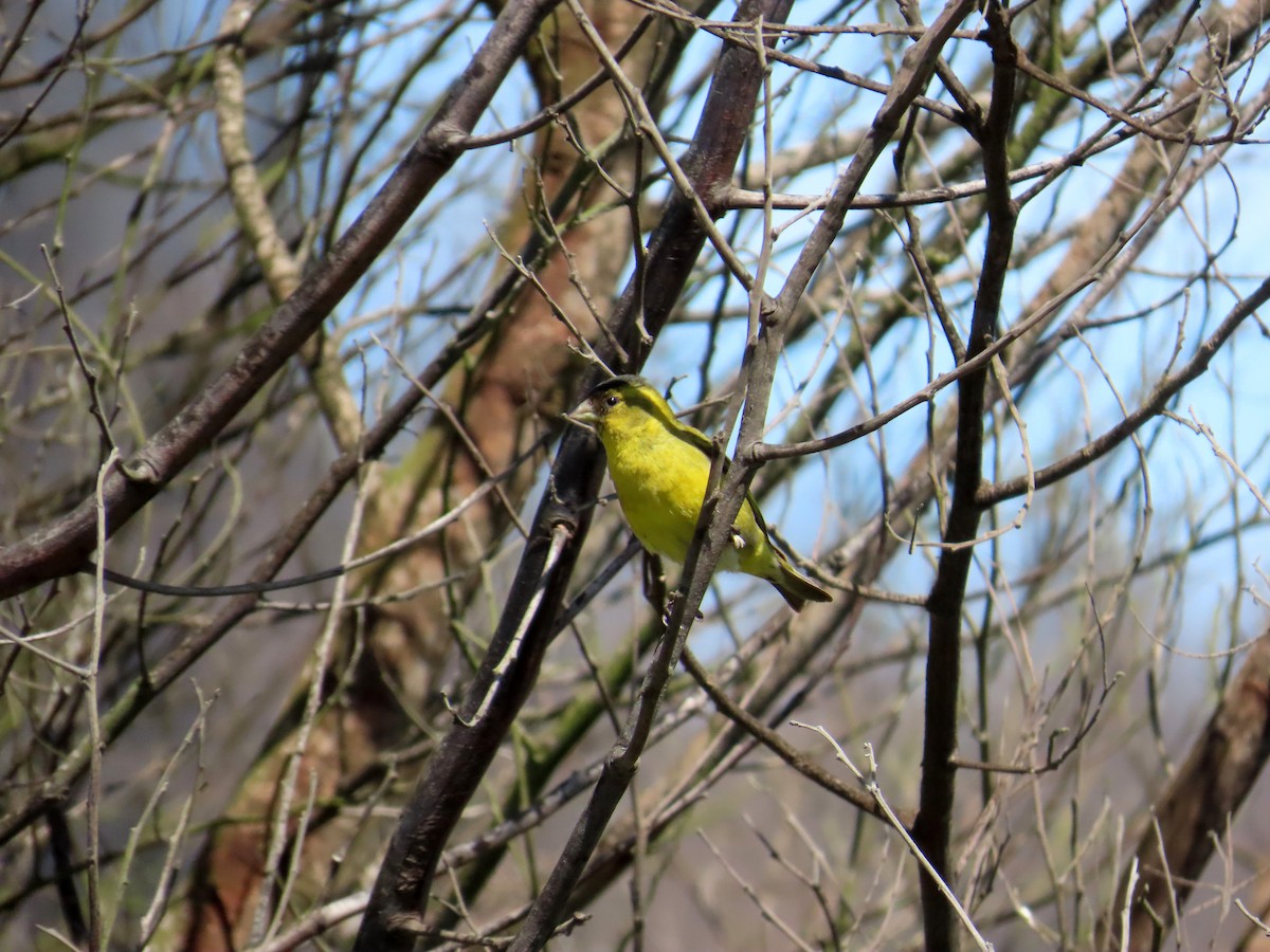 Black-chinned Siskin - ML644277749