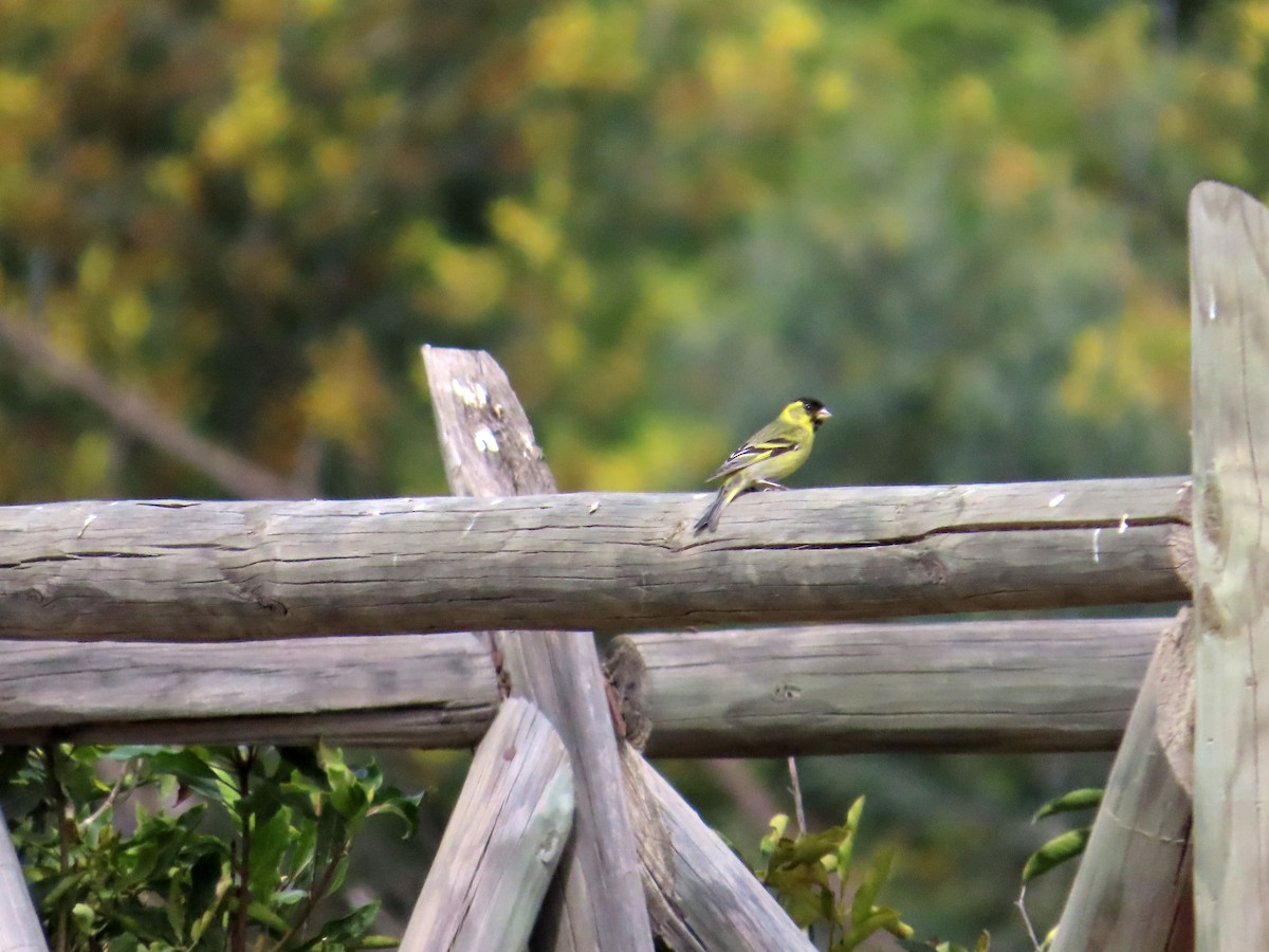 Black-chinned Siskin - ML644277750