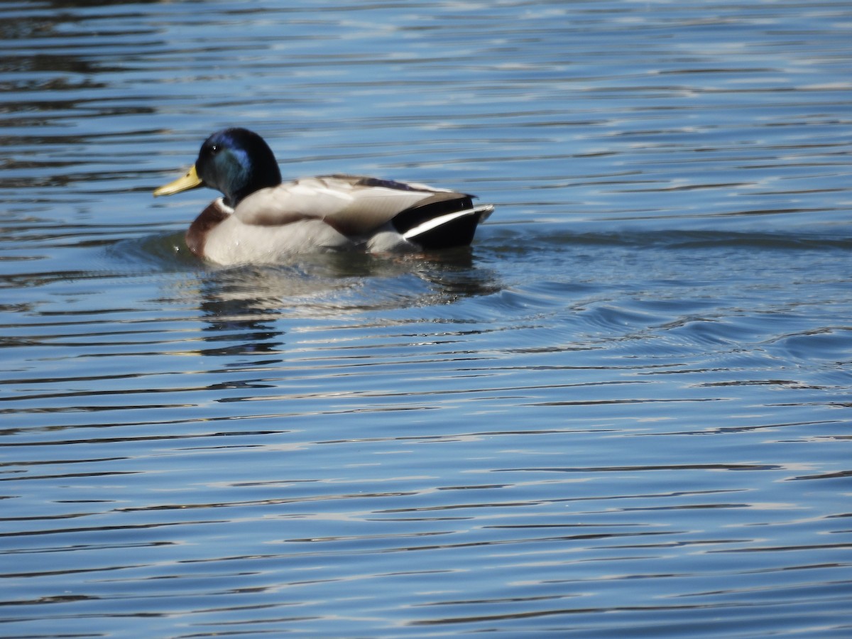 Canard colvert - ML644277756