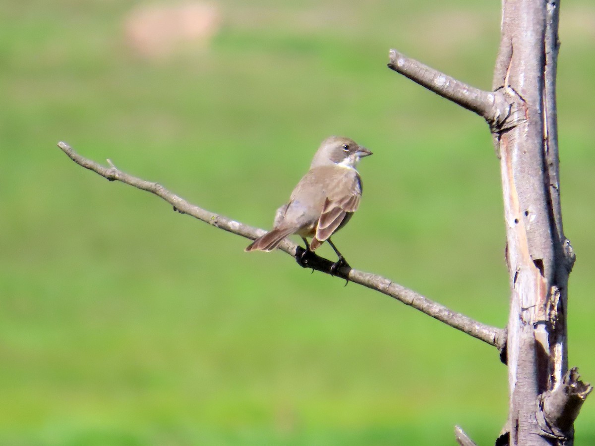 Diuca Finch - ML644277761