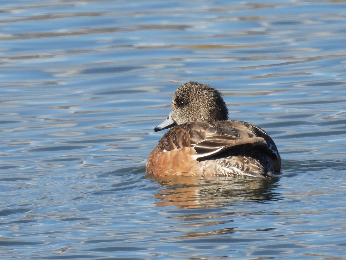 Canard d'Amérique - ML644277775