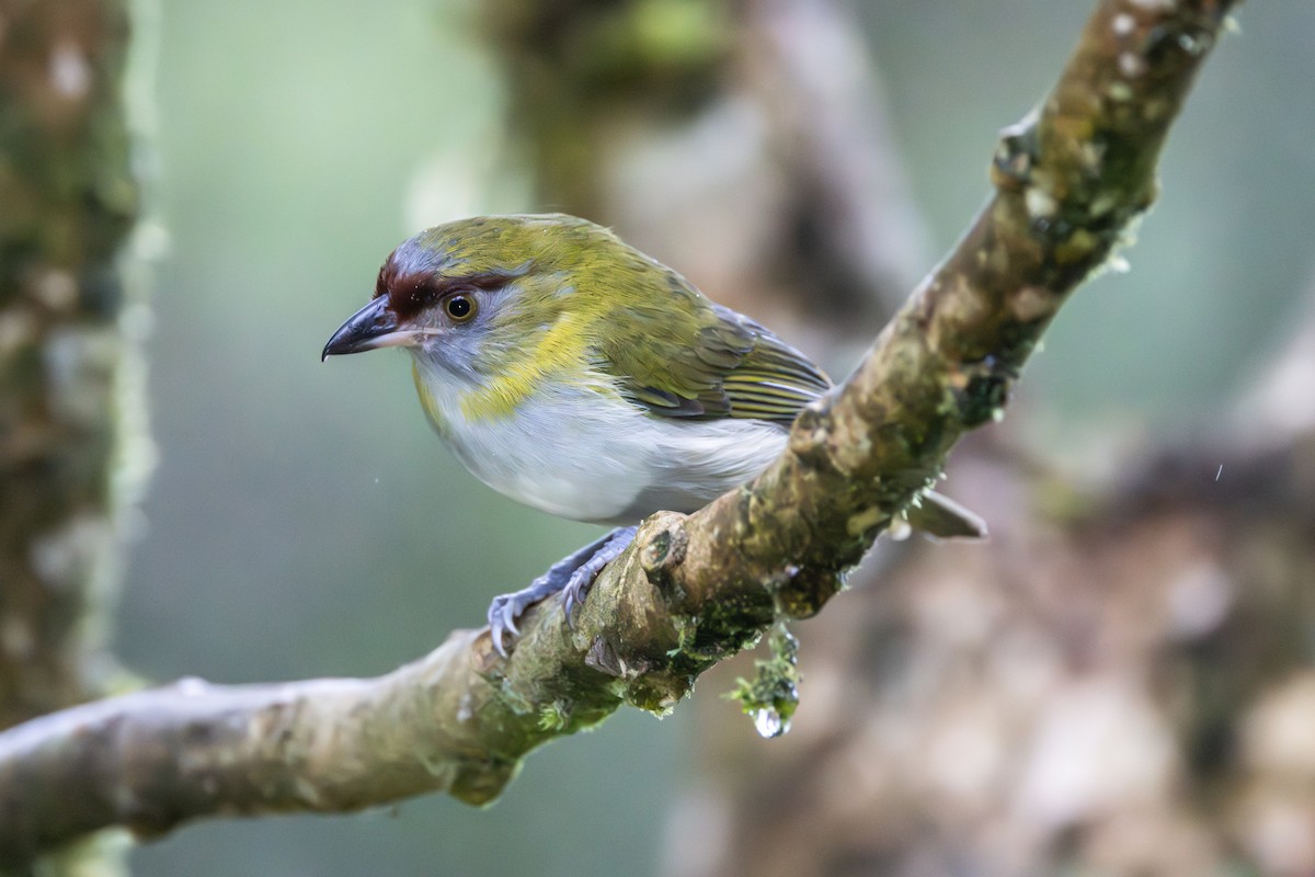 Black-billed Peppershrike - ML644277781