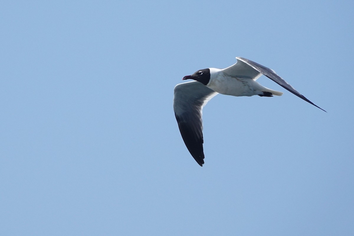 Ацтекская чайка - ML644277790