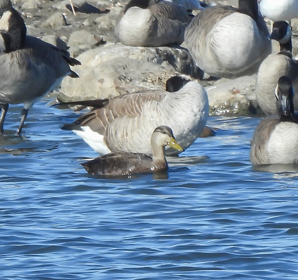 rødfotand - ML644277804