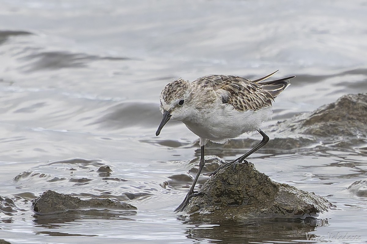 ヨーロッパトウネン - ML644277809