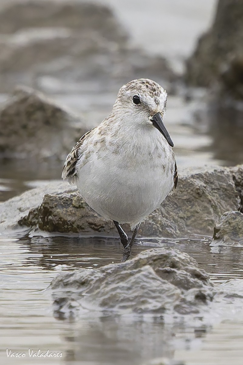 ヨーロッパトウネン - ML644277810