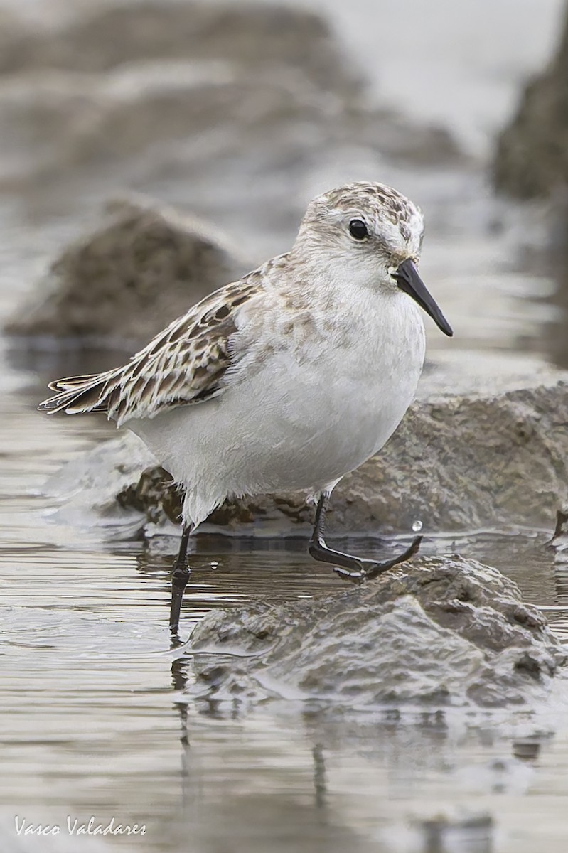 ヨーロッパトウネン - ML644277811